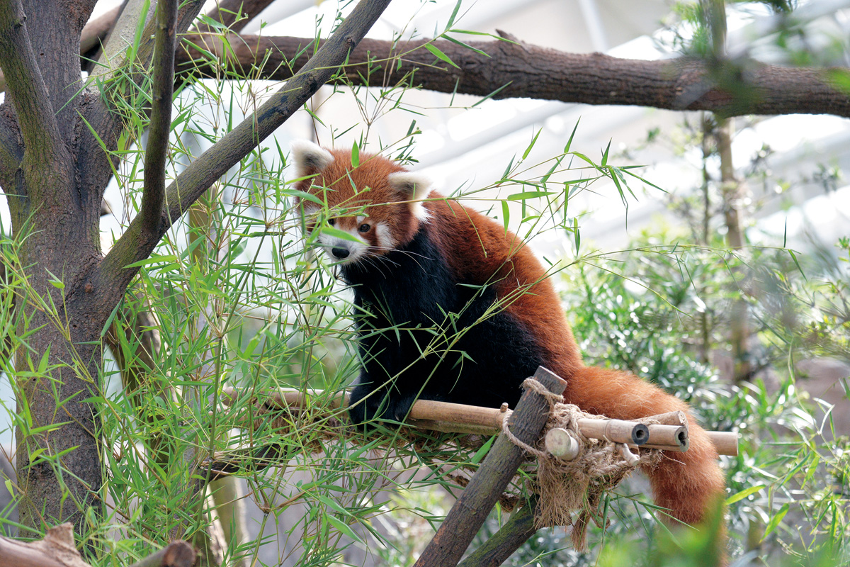 Lesser panda