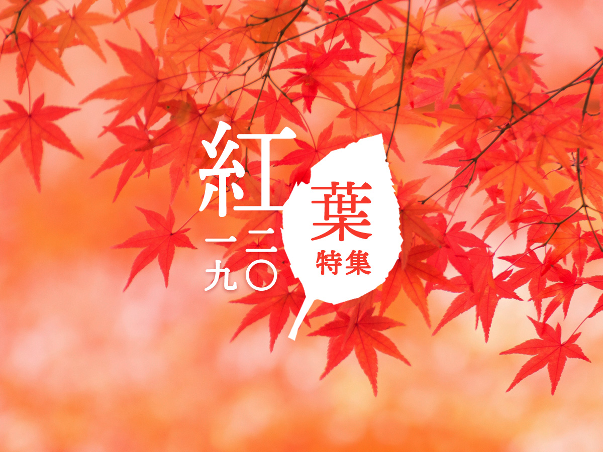 紅葉特集2019