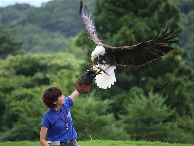 バードパフォーマンスショー(ハクトウワシ)