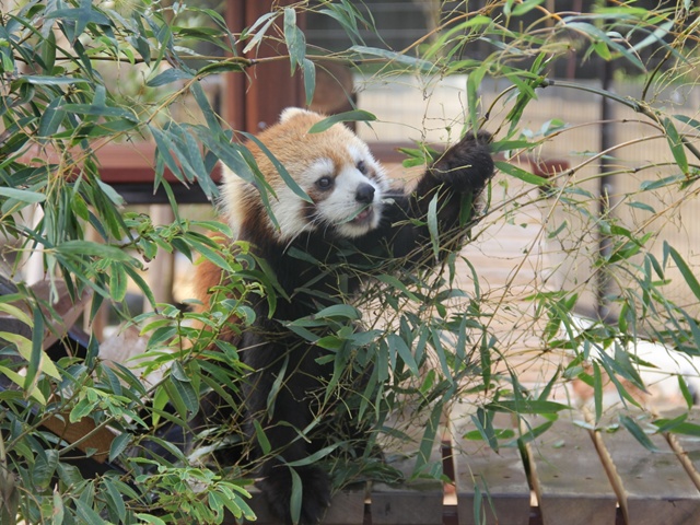 レッサーパンダ