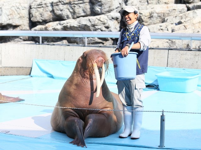 うみたまパフォーマンスでのセイウチ