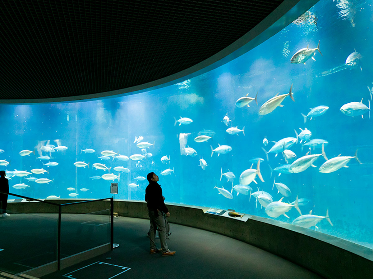 ドーナツ型大水槽「アクアシアター」で群泳するクロマグロ/葛西臨海水族園