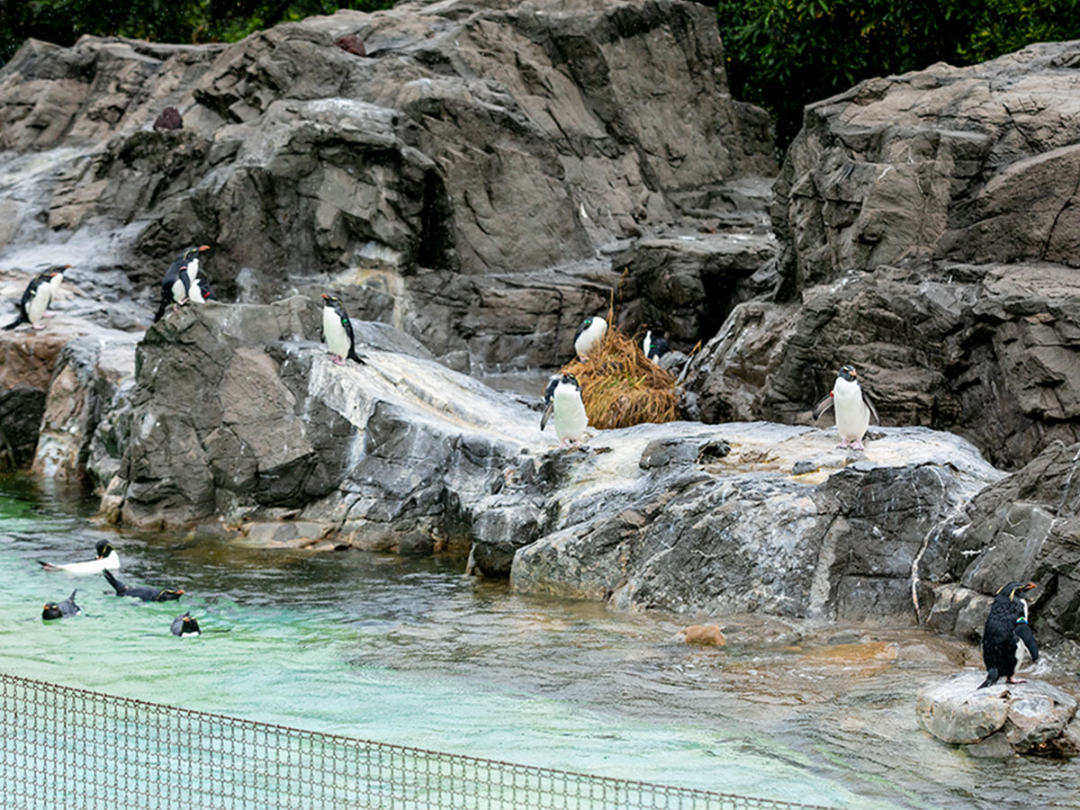 ペンギン展示場/葛西臨海水族園