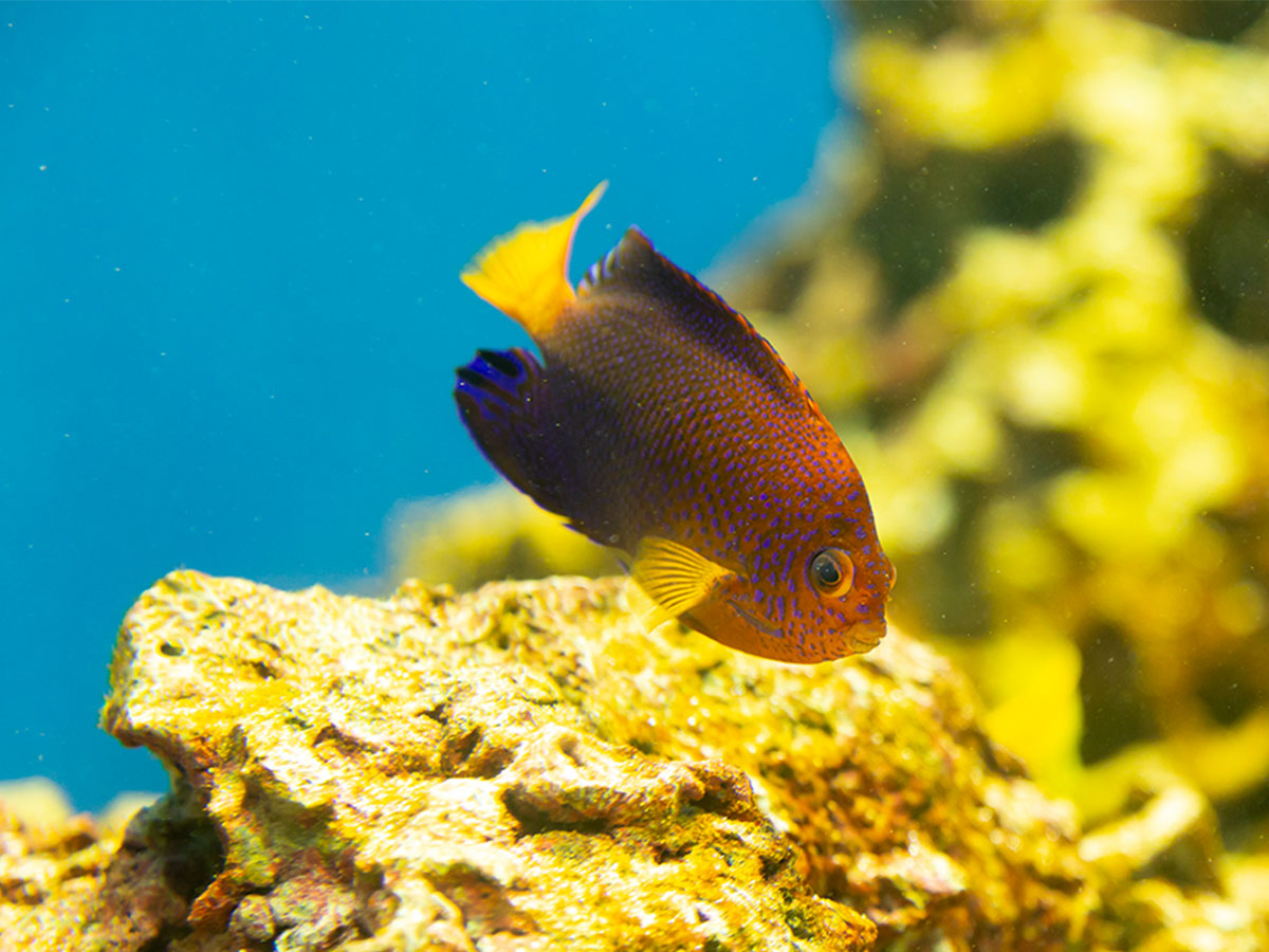 東京の海(魚はレンテンヤッコ)/葛西臨海水族園