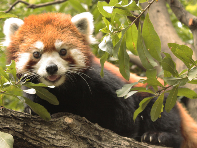 レッサーパンダ（ユウユウ）