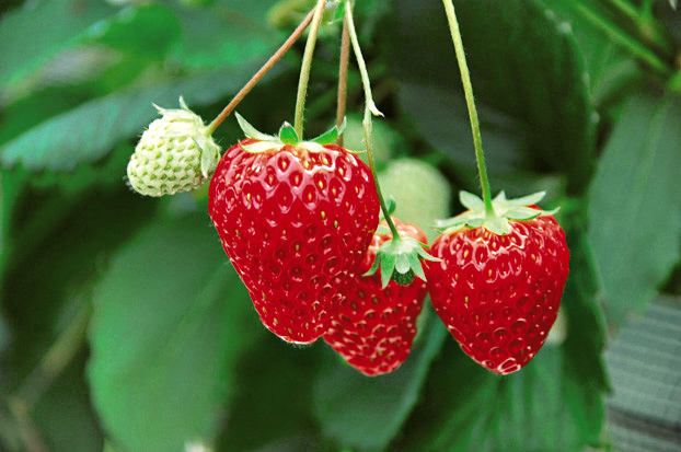 シーズン到来！「狩った」後は「買って」楽しめる千葉県のいちごスポット6選