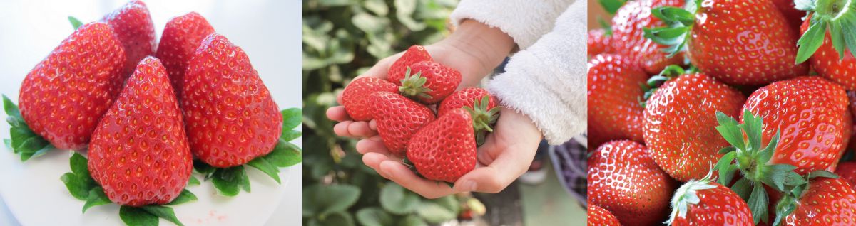 左から古都華、紅ほっぺ、とちおとめ
