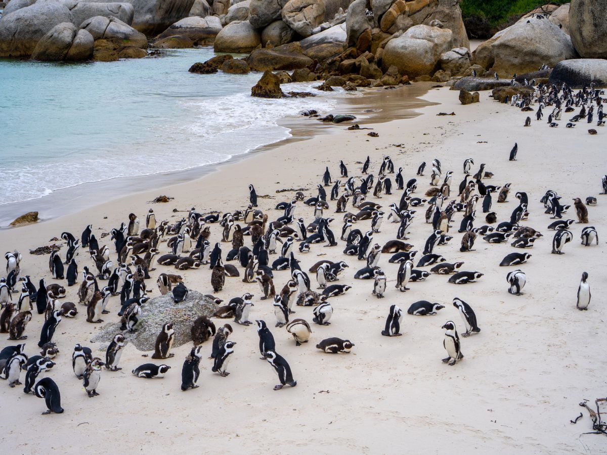 喜望峰のすぐ横にあるボルダーズビーチ／CRAZYHONEYMOON