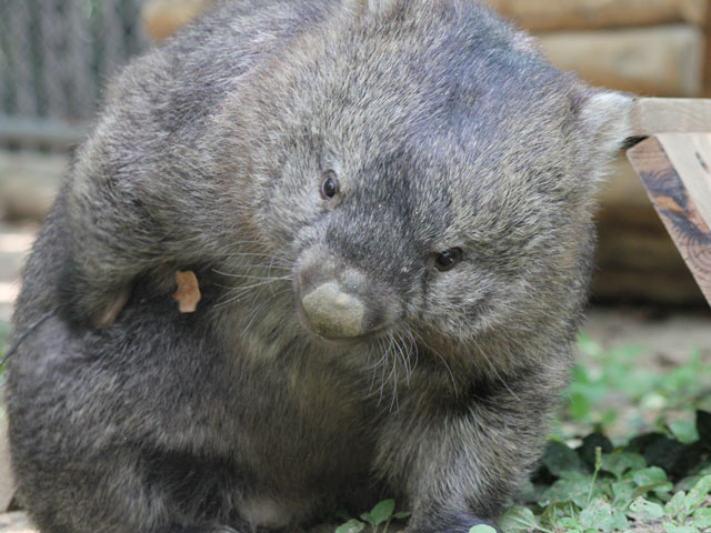 ウォンバット/五月山動物園