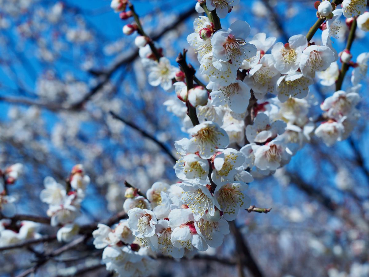 曽我梅林の白梅　boccitabi