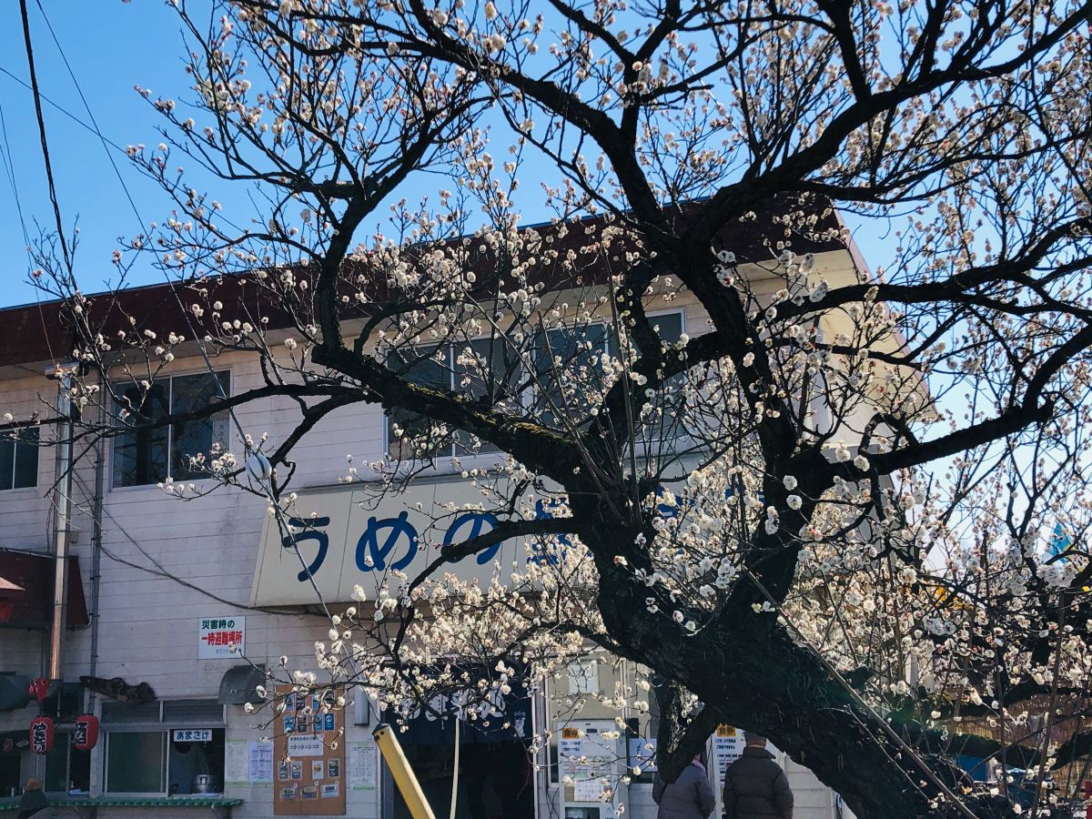 期間限定　うめの里食堂