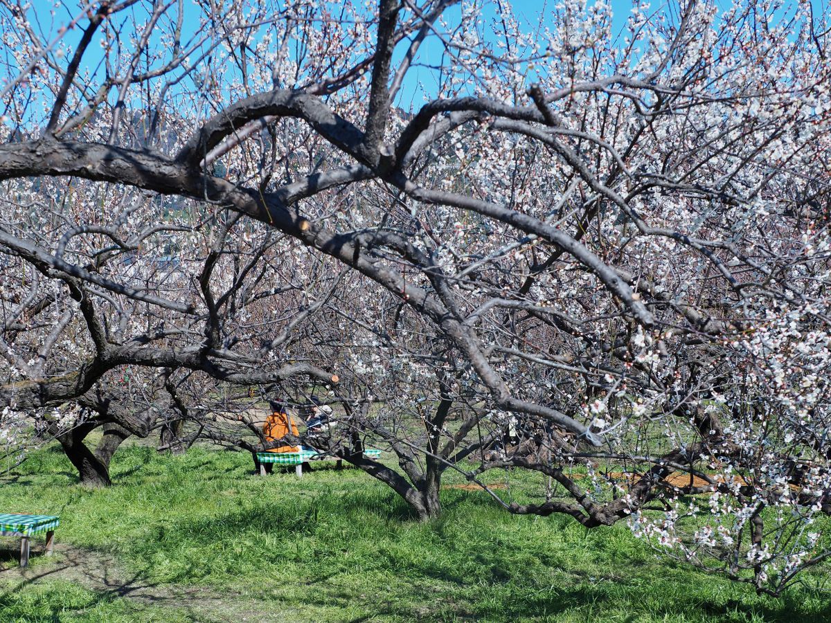 曽我梅林　うめの里