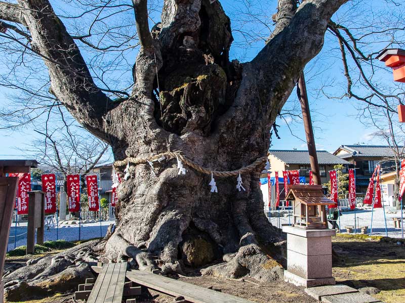 樹齢約1000年の「龍神木」の祠