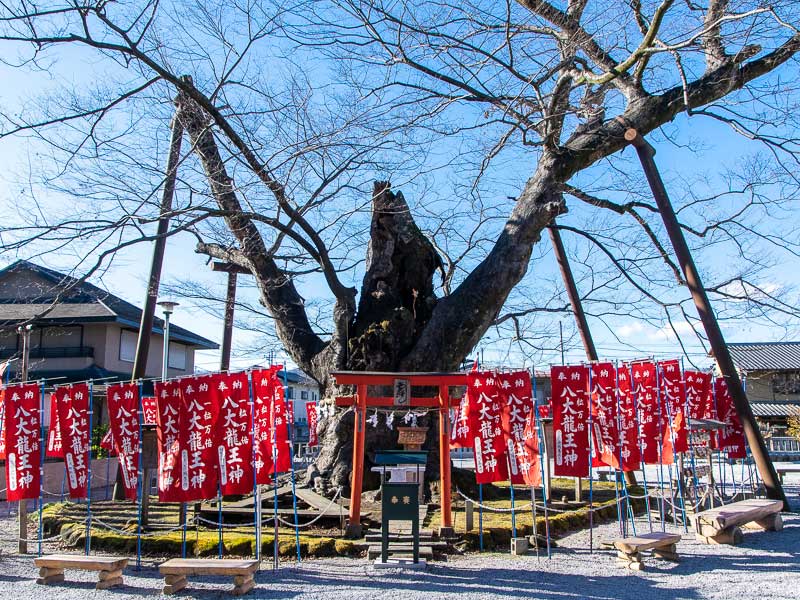 埼玉県指定天然記念物の「龍神木（駒つなぎのケヤキ）」