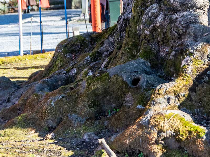 見る角度によってハートの形に見える!?