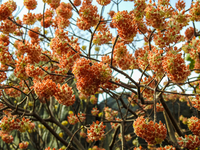 「かながわ花の名所100選」に選定されている“みつまた”／清流山常泉寺