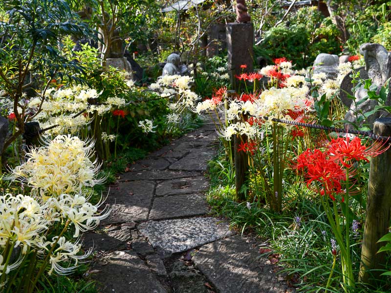 関東三大名所の一つといわれている“白い彼岸花”／清流山常泉寺