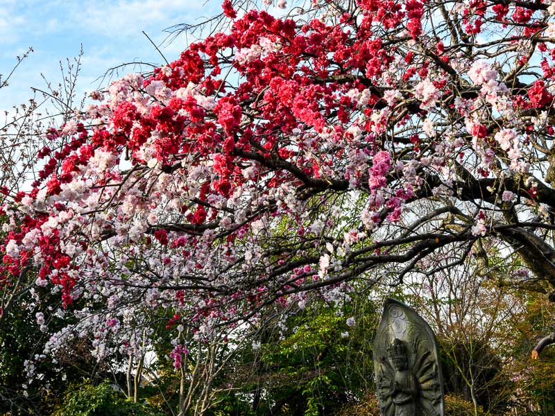 1本の木に桃色と白色の花が咲く「おもいのまま」という種類の“枝垂桃”／清流山常泉寺