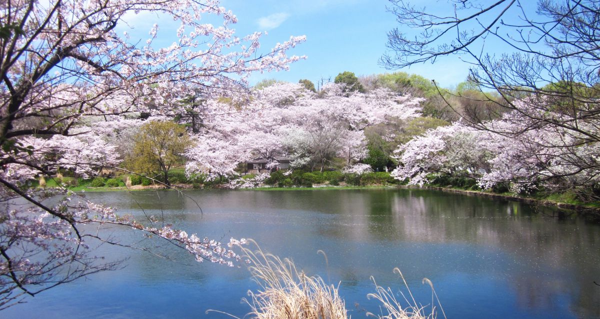 2月～4月中旬までさまざまな桜が楽しめる！「日本さくら名所100