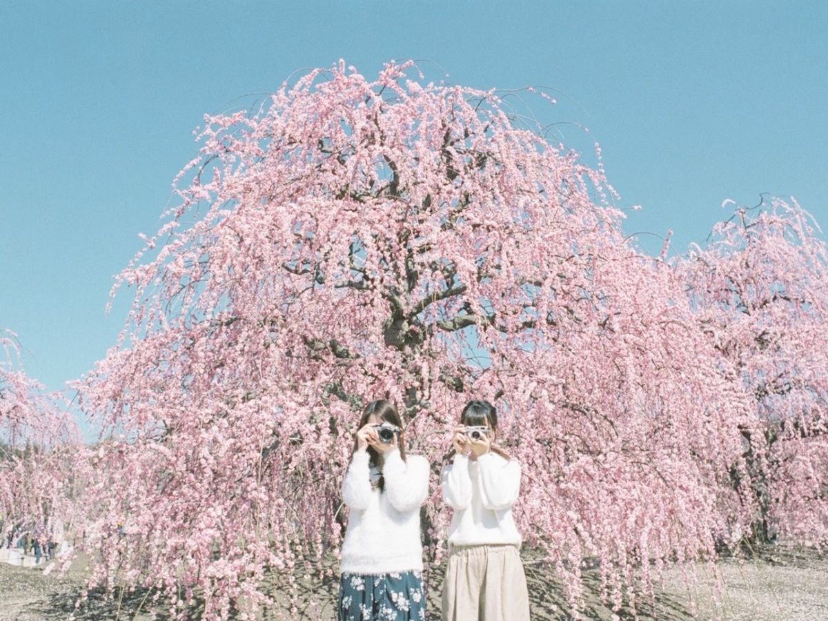 三重におでかけして、甘い梅の香りに包まれてみませんか？ 【Masaの関西カメラさんぽ】