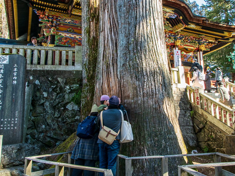 樹齢800年のご神木は、清廉潔白で「坂東武士の鑑」と言われた武将畠山重忠が奉納した