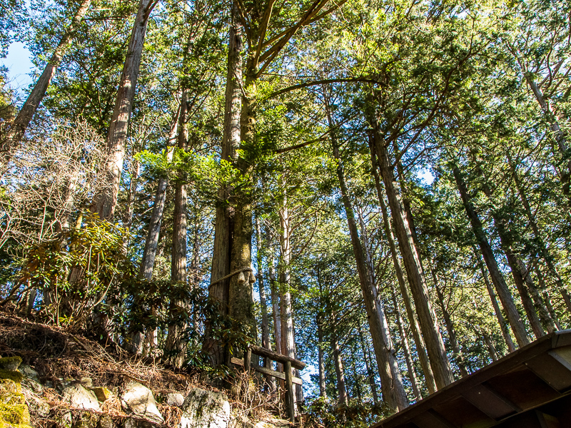 モミノキとヒンキがピッタリ寄り添って1本の木の様になった「えんむすびの木」