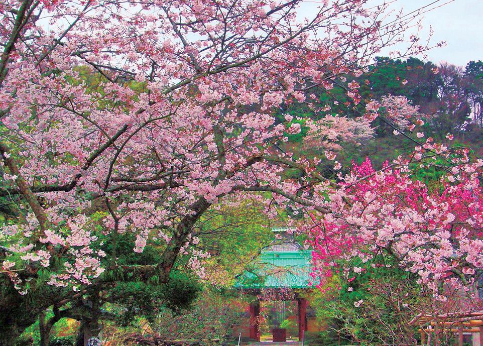 ソメイヨシノのアーチを抜け、春色に包まれた花の寺へ