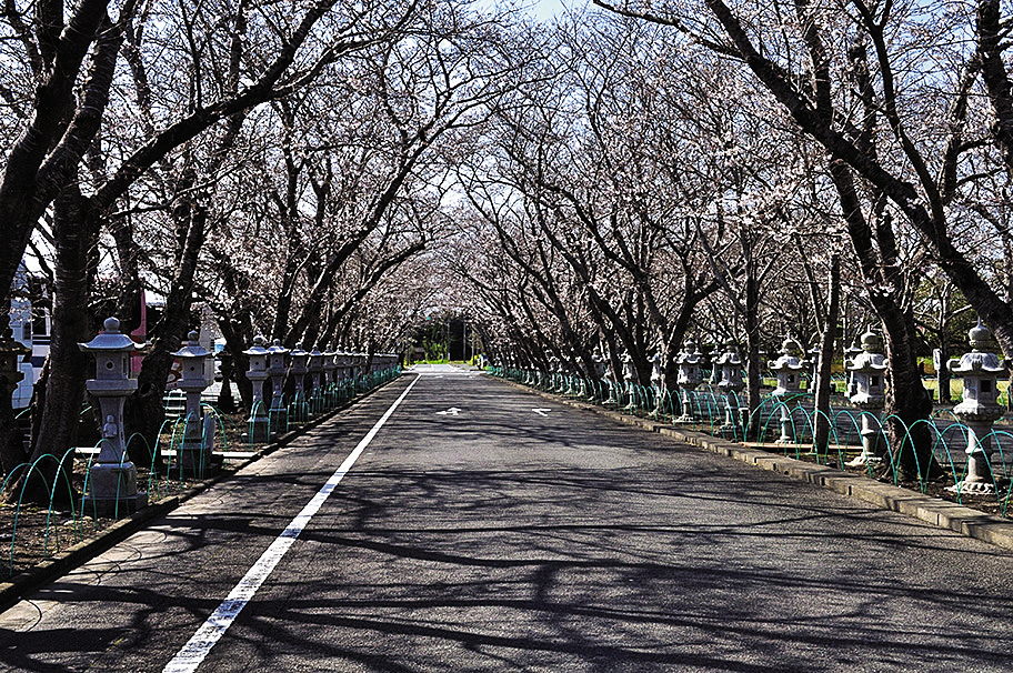 これからは桜トンネルも！鹿児島・知覧平和公園で平和の尊さを感じる