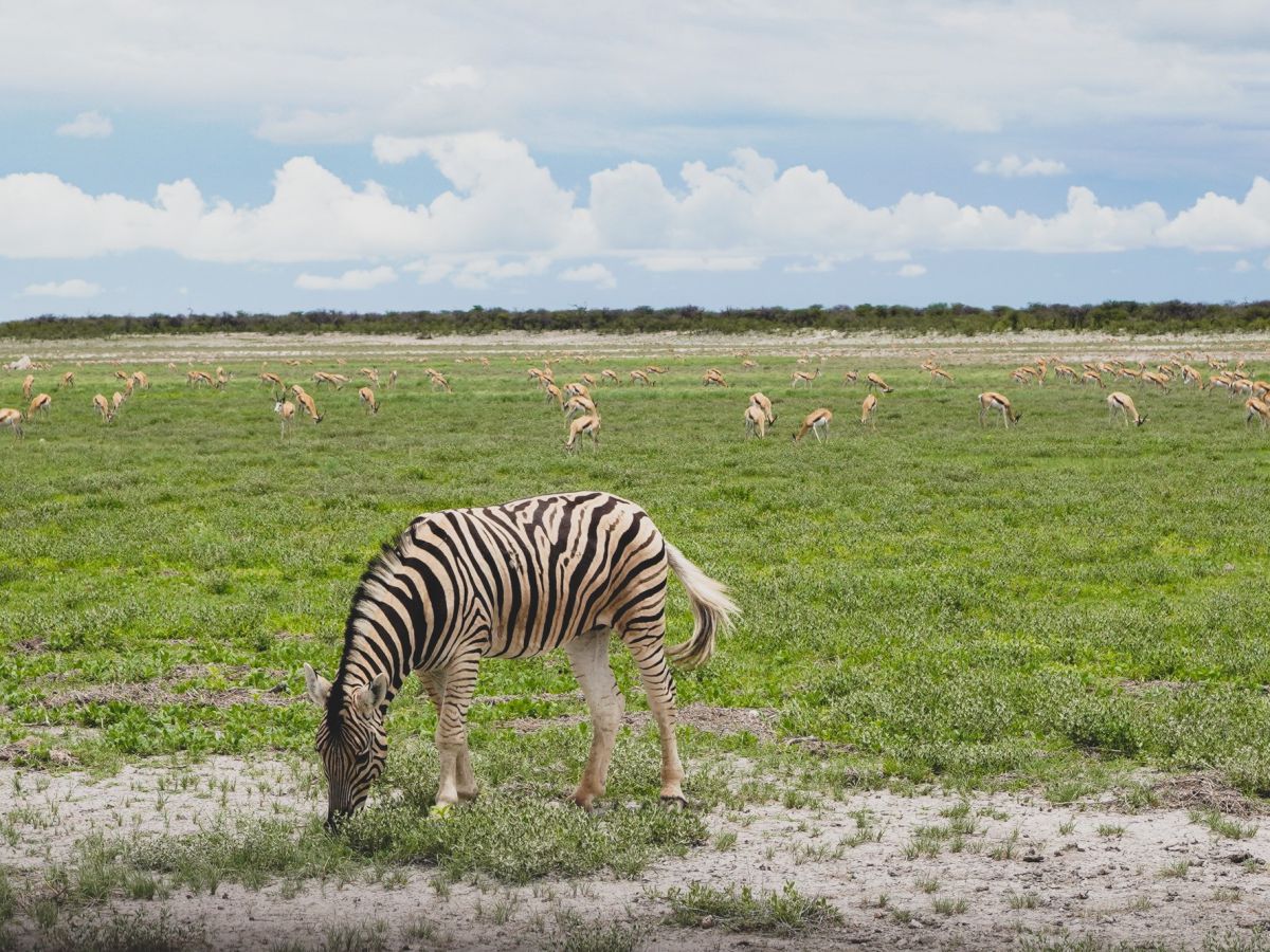 草食動物たちは仲がよく平和