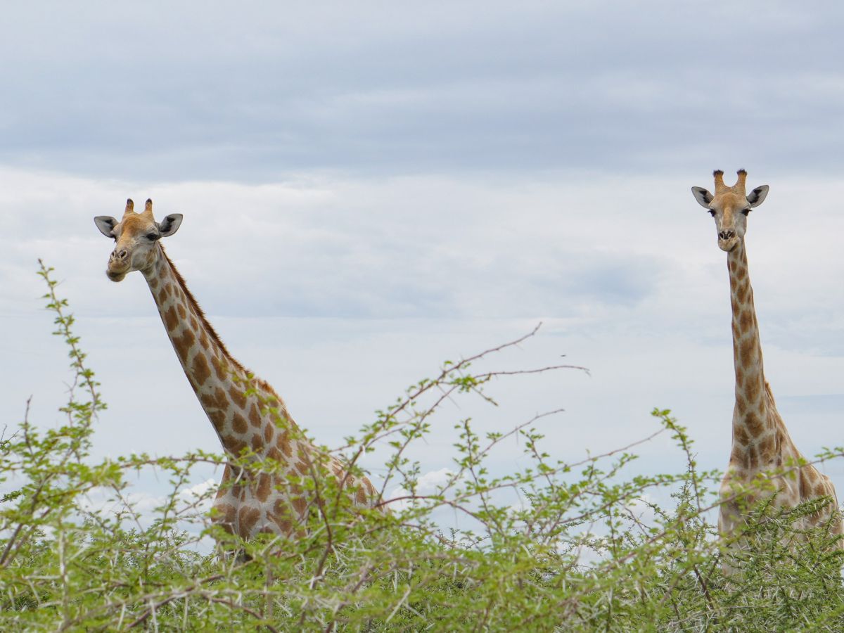 国立公園でもなんでもない国道で見つけた野生のキリン