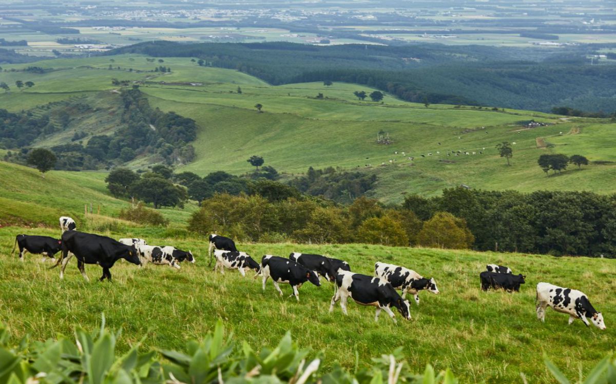 「ナイタイ高原牧場内」には約2000頭もの牛たちが放牧されています