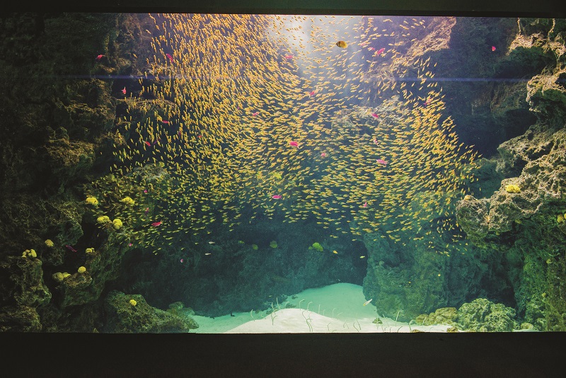 体験も充実！見ごたえたっぷりの「アクアマリンふくしま」をお得なチケットで楽しもう