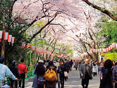 都内屈指の花見スポットとしても有名