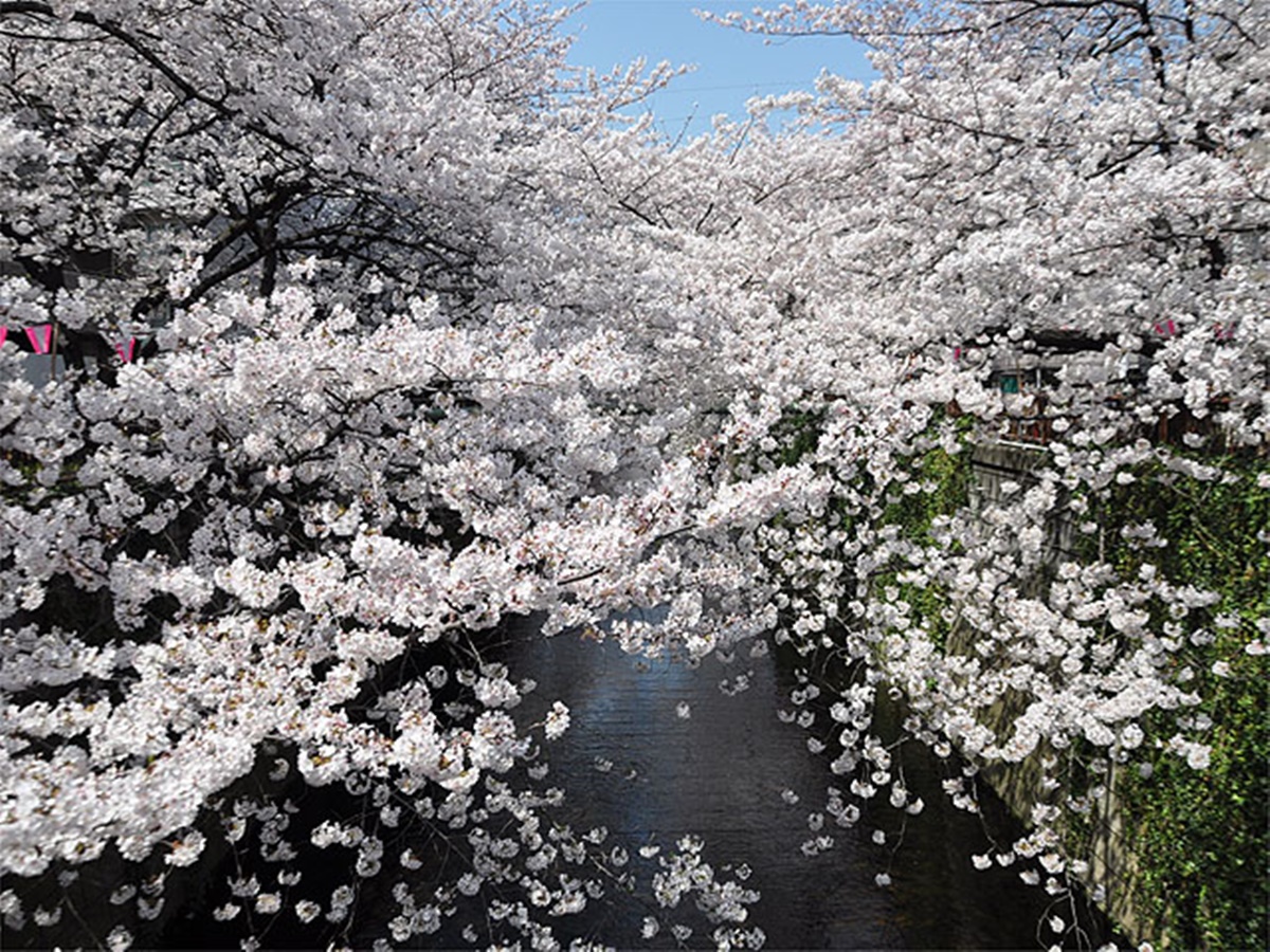 家でも桜が楽しめる！ライブ配信されている都内のお花見スポット3選