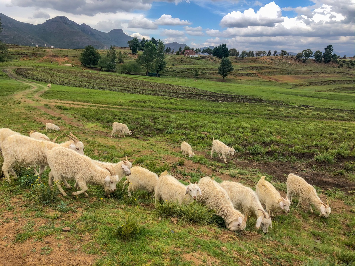 野生のヤギもいます