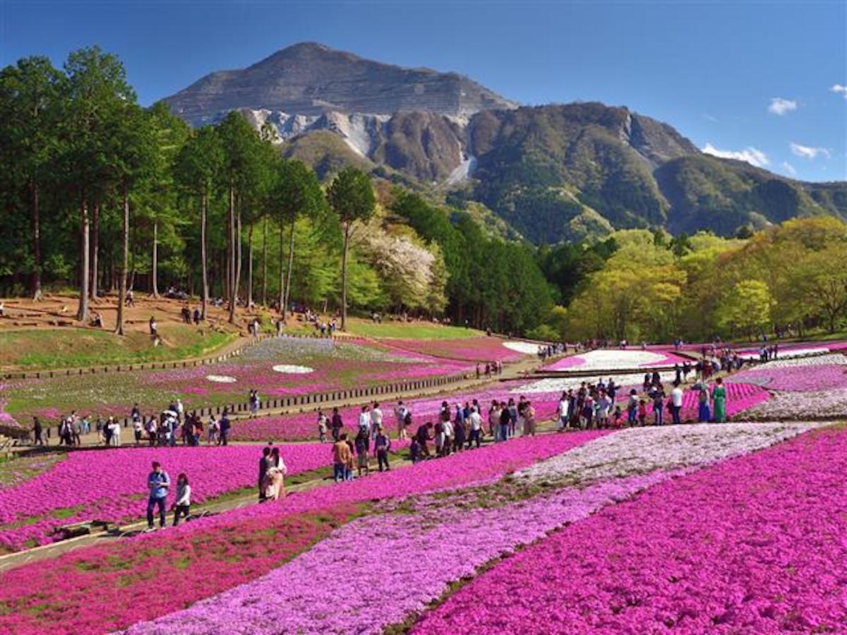 #いつか行きたい　キュートな芝桜ピンクに包まれる！秩父の花スポットめぐり