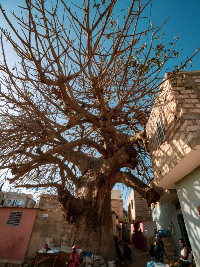 街中の至る所に生えているバオバブ