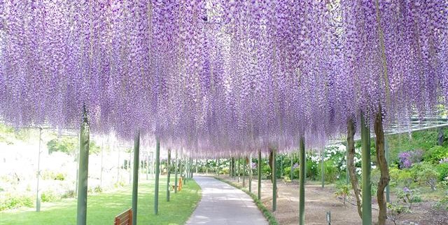 花と絶景に気分爽快！浜名湖周辺、アクティブお出かけプラン