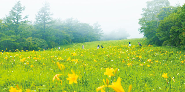 夏の絶景・ニッコウキスゲを観賞！霧降高原でアクティビティ満喫プラン