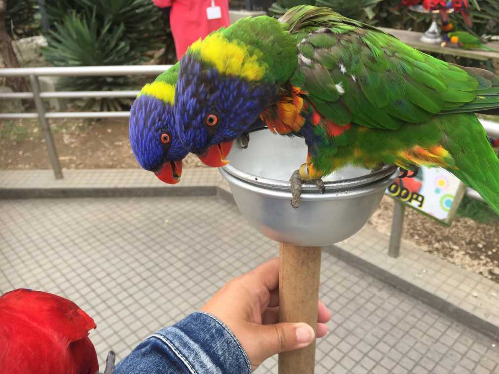 都内近郊でハワイ気分！プチトリップを満喫できるスポット3選