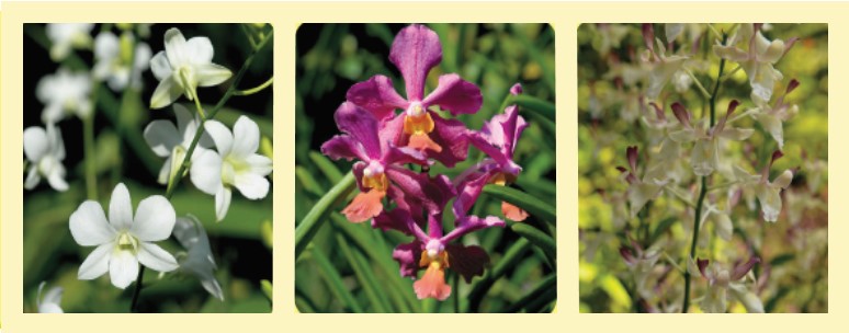 緑と花でいっぱい シンガポール最初の世界遺産 シンガポール植物園 るるぶ More