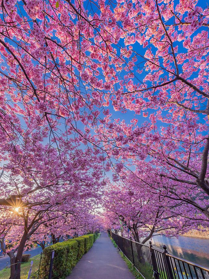 写真提供：静岡県観光協会