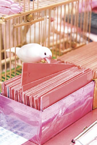 キュートさに癒される文鳥占い