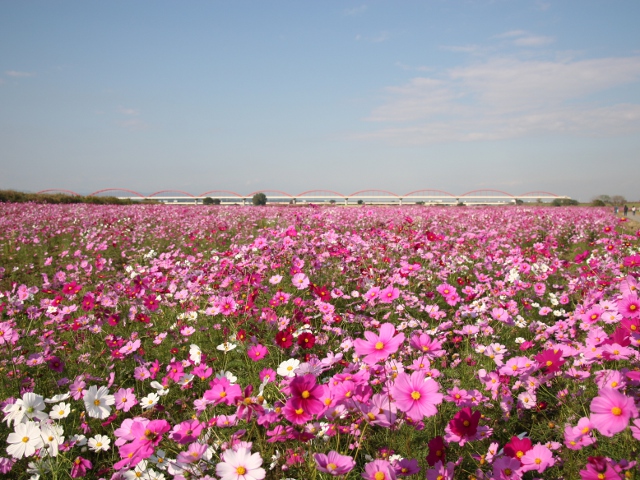 コスモス(センセーション)/鴻巣市