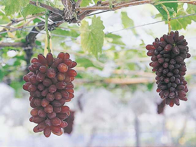 8月23日~8月29日のるるぶ&more.人気記事ランキングTOP10