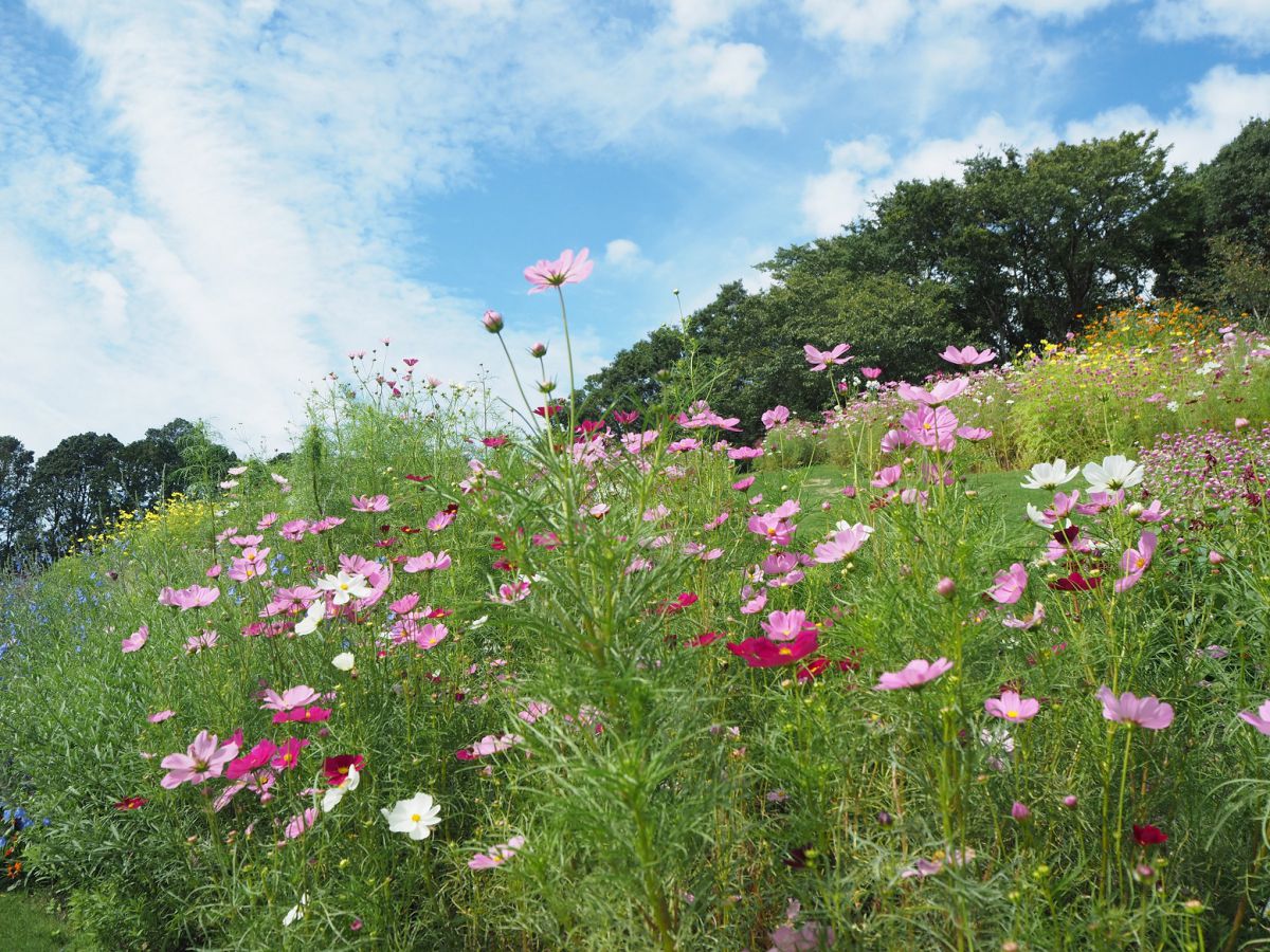 園内のイメージ