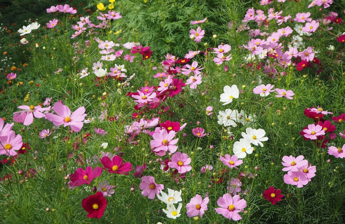 園内のイメージ