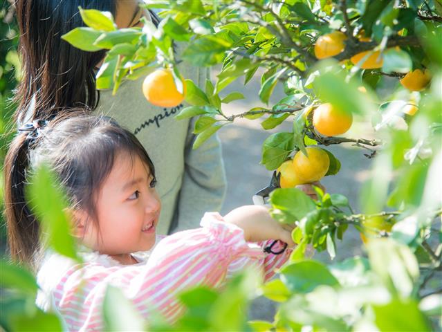 静岡県でおすすめのみかん狩り（2025）時期や食べ放題、品種は？