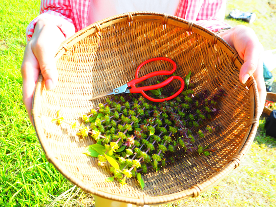 ハーブの香りに癒される！新潟・十日町市 香りで旅する週末ショートトリップへ