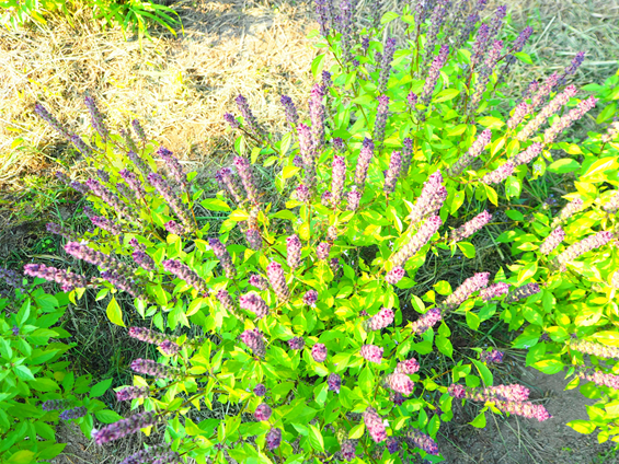 ふわりと優しい香りのするホーリーバジル